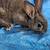 Mini Rex/American Chinchilla rabbits 1 thumbnail
