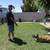 DOG TRAINING, Aggression Specialist, Board & Train, 39 yrs exp. 8 thumbnail