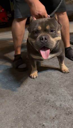 Cachorros pocket bully en adopción (Visalia)63873027386113120