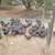 Barred Rock Pullets 1 thumbnail