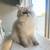 7 month himalayan kitten 1 thumbnail