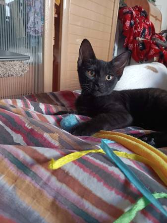 Gatitas negras cariñosas de 4 meses disponibles para adopción (Brooklyn)63875536128385120