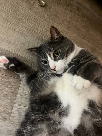 Cat for Adoption. (Scranton)64579666169217121