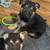 German shepherd puppies available 12-20-2025 12 thumbnail