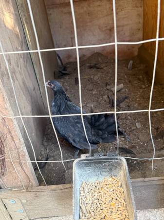 Gamefow hens 1