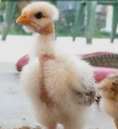 Naked neck chicks 4 weeks old 1