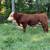 Registered Hereford Bull 3 thumbnail