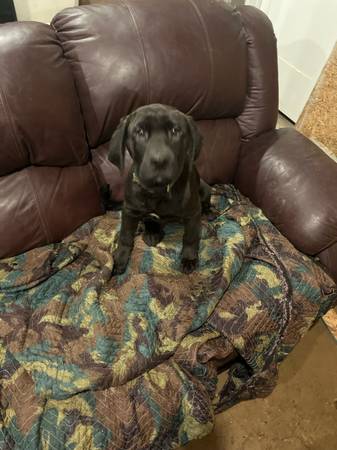 Mastador Male Puppy 1