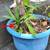 Garden Yucca plant with new off-shoot 2 thumbnail