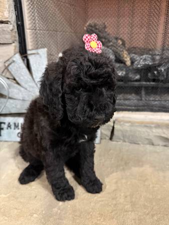 Goldendoodle Puppies