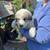Livestock Guardian great Pyrenees 8 thumbnail