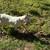 pit bull rehome 1 thumbnail