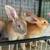 Tamuk meat rabbits 13 thumbnail