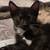 Kittens to be rehomed 2 thumbnail