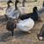 Silver swedish ducks 2 thumbnail