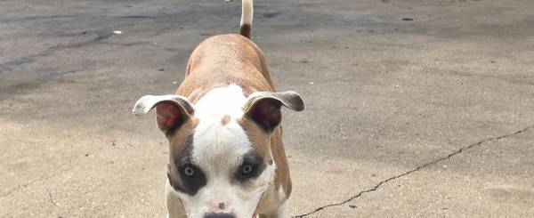 Found Sweet Pup 1