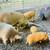 Kunekune piglets 6 thumbnail