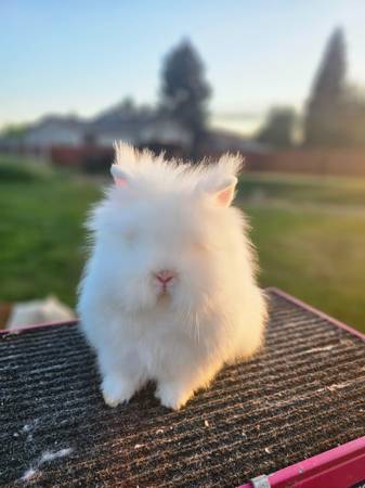 Lionhead and Holland Lop Bunnies 1