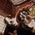 Husky rots 2 thumbnail