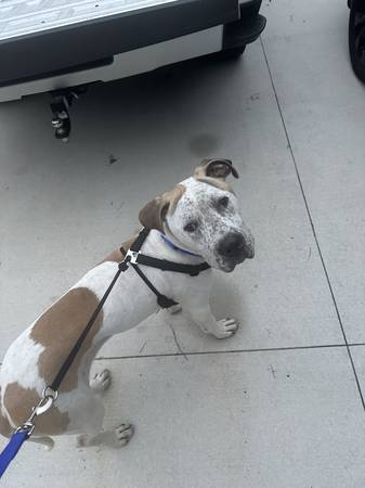 American Bull Dog Mix (Green Cove Springs)63879833660033121