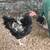 Large Roosters 3 thumbnail