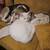 Tuxedo, pure white and orange cat 4 thumbnail