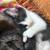 Two Tuxedos 6 thumbnail