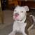 Temp foster needed!! 8 thumbnail