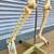 Scientific Human Skeleton Anatomy Model wFlexible Spine 7 thumbnail
