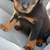 ROTTWEILER PUPPY 4 thumbnail