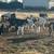 Boer Goat commercial herd 1 thumbnail