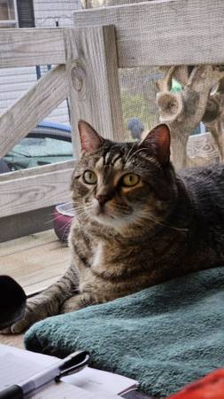 Declawed cat needs indoor home 1