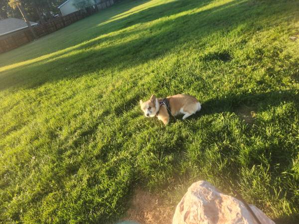 Female Corgi Born 4-9-2363843454665345122