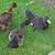 Muscovy Ducks 1 thumbnail