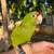 Mitred Conure 2 thumbnail