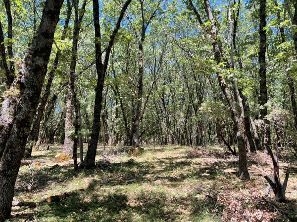 $149,000 17.26 Acres with Big Views, Gently Sloping Terrain, 20 Minutes to Town (Grass Valley)63952105427459123