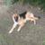 German shepard 1 thumbnail