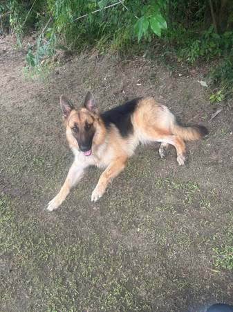 German shepard 1