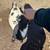 Nigerian goats 3 thumbnail