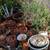 Low Maint. Plants/Plant Pots 9 thumbnail