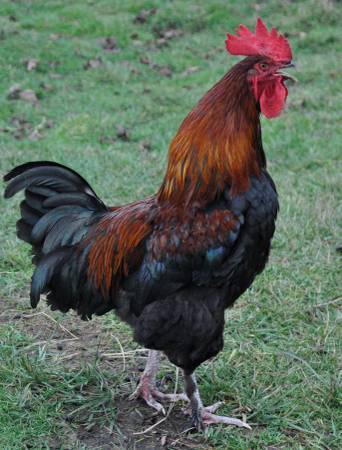 FREE BFCM Rooster! 1