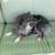 Mini Aussie 2 thumbnail