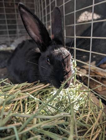 Rabbits 1