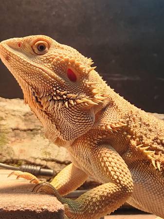 Female bearded dragon (Chunchula)