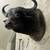 Taxidermy head mount 1 thumbnail