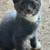 Barn kittens 7 thumbnail