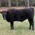 100% Fullblood Wagyu Steer 1 thumbnail