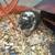 Gerbils 1 thumbnail