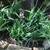 Free Small Young Aloe Vera Plants 1 thumbnail