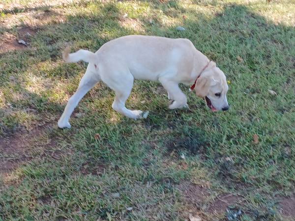 Cachorros machos de labrador retriever (Seneca)63661405550849120